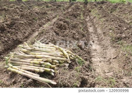 sugarcane seedling on field for harvest are cash crops 120930996