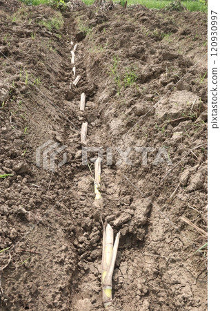 sugarcane seedling on field for harvest are cash crops 120930997