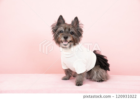 Cairn terrier smiling on a pink background 120931022