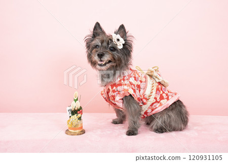 Smiling Cairn Terrier with Pink Back and New Year's pine decoration 120931105