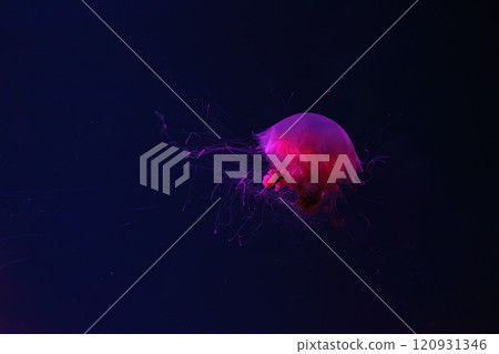 Fluorescent lion's mane jellyfish swimming underwater aquarium pool with red neon light. Fluorescent lion's mane jellyfish swimming underwater aquarium pool with red neon light. 120931346