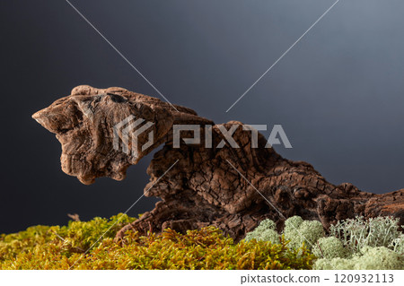 Dried wooden snag with natural moss and lichen. Dried wooden snag with natural moss and lichen. 120932113