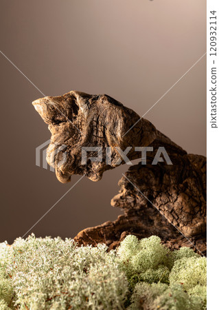 Dried wooden snag with natural moss and lichen. 120932114