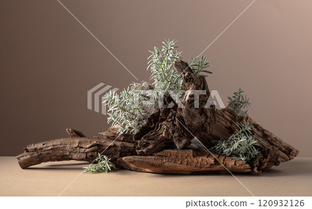Nature scene with a composition of lavender and dry snags. 120932126