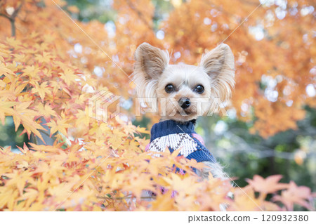 Autumn leaves and a Yorkshire terrier in a basket 120932380