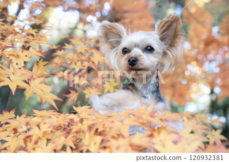 秋天的楓葉和約克夏犬在籃子裡 秋天的楓葉和約克夏犬在籃子裡 120932381