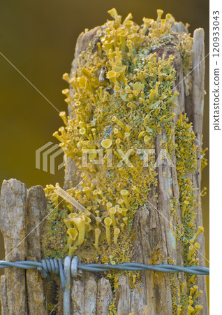 yellow lichens on a fence yellow lichens on a fence 120933043