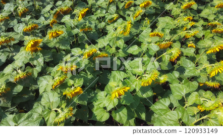 Sunflower flowers in the field, top view. Sunflower flowers in the field, top view. 120933149