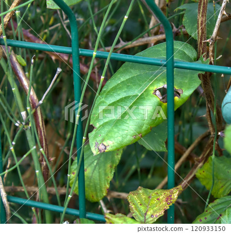 green leaf behind a fence green leaf behind a fence 120933150