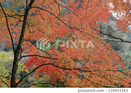 Autumn leaves of Takachiho Gorge 120933163