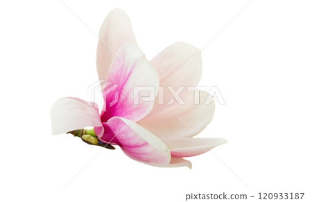 Pink cherry blossom 120933187