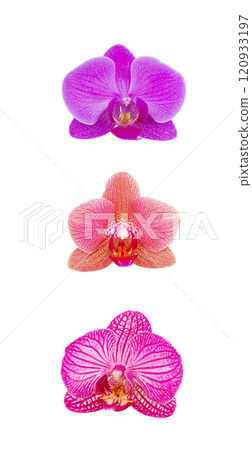 flowers of orchid border 120933197