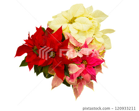 Poinsettia flower - christmas star 120933211