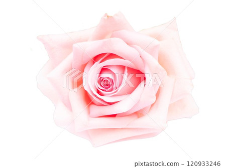 Pink blooming roses Pink blooming roses 120933246