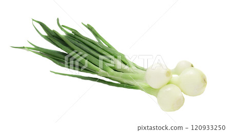 young onion 120933250