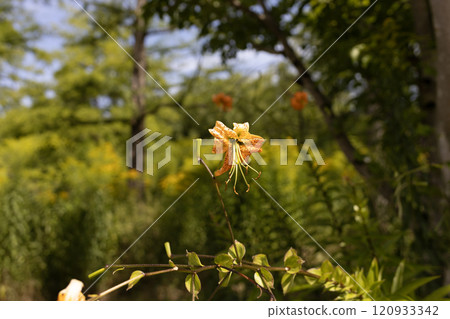 Yellow Flower in the Spring Sunlight 120933342