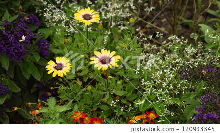 Color Diversity of Flowers in the Garden 120933345