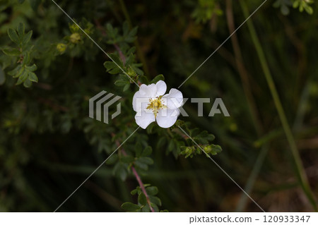 The white Flower Among Greenery 120933347
