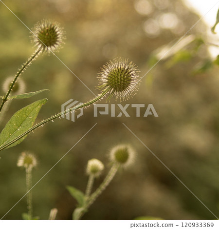 Thorn Illuminated by Sunlight 120933369
