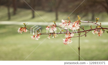 Tree Branches with Delicate Flowers Tree Branches with Delicate Flowers 120933371
