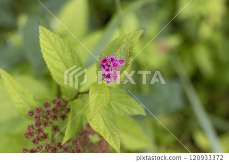 Delicate Lilac Flower Against Greenery Delicate Lilac Flower Against Greenery 120933372