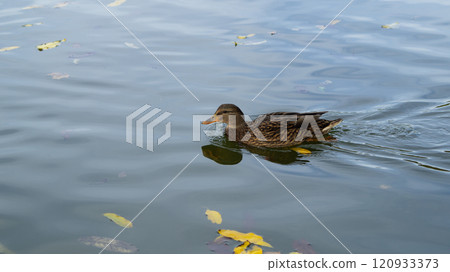 Duck on a Calm Waterbody Duck on a Calm Waterbody 120933373