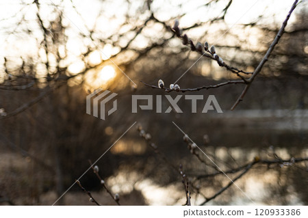 Spring Awakening: Willow Branches Budding Spring Awakening: Willow Branches Budding 120933386