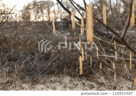 Emerging Life: Plants and Trees Waking Up in Spring 120933387
