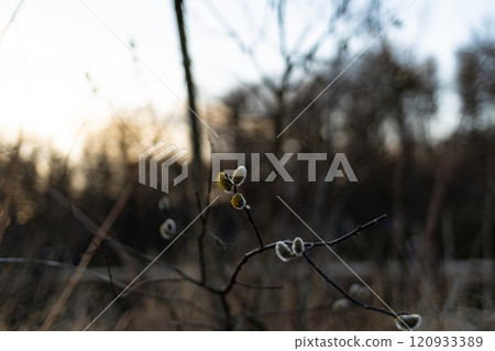 Spring Willow Bloom: The Start of a New Season 120933389