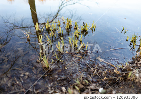 Life Returns to the Pond: New Plant Growing in Spring 120933390