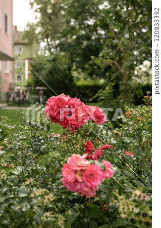 Blooming Shrub Rose on a Sunny Day 120933392