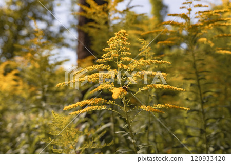 Bee Collecting Nectar from a Flower 120933420