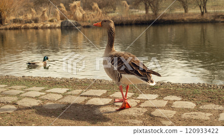 Goose on the Shore of the Water Goose on the Shore of the Water 120933422