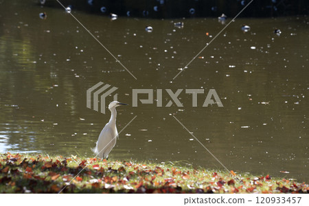 White heron in the Hamarikyu Garden, Tokyo, Japan. White heron in the Hamarikyu Garden, Tokyo, Japan. 120933457