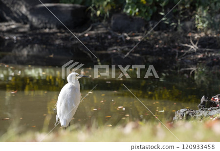 White heron in the Hamarikyu Garden, Tokyo, Japan. White heron in the Hamarikyu Garden, Tokyo, Japan. 120933458