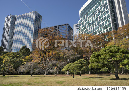 Japan, Tokyo, Hamarikyu Garden in momiji season. 120933469