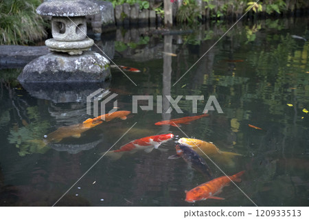 Hojoike Pond inside the Hasedera temple in Kamakura, Japan. Hojoike Pond inside the Hasedera temple in Kamakura, Japan. 120933513