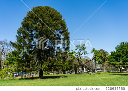 Araucarias or pehuen trees in a square in Buenos Aires. 120933560