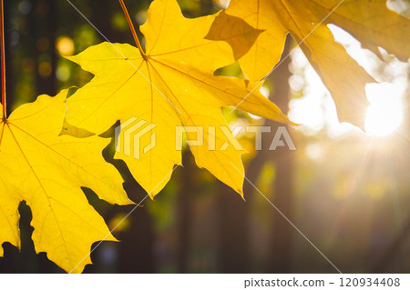Yellow autumn leaves on tree glow brightly in sun's rays. Yellow autumn leaves on tree glow brightly in sun's rays. 120934408