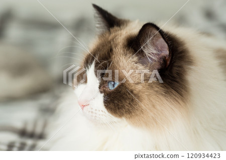Portrait of a beautiful Ragdoll cat in a home environment 120934423