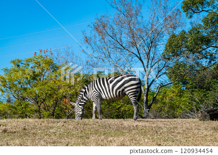 A landscape with zebras: Zoorasia A landscape with zebras: Zoorasia 120934454