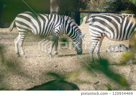 A landscape with zebras: Zoorasia 120934469