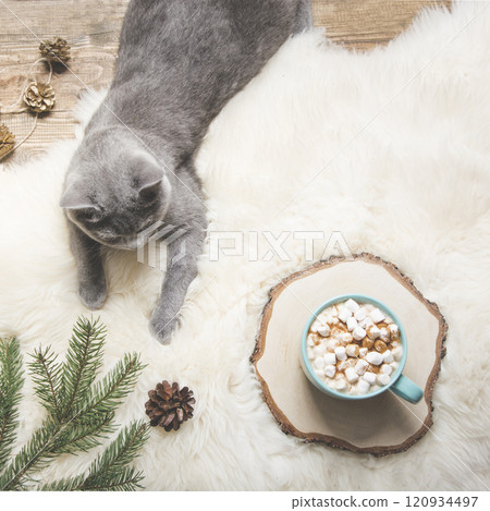 Christmas card. Cup of coffee, british cat. Rest at home. Xmas card Christmas card. Cup of coffee, british cat. Rest at home. Xmas card 120934497