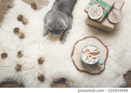 Christmas card. Cup of coffee, british cat. Rest at home. Xmas card 120934498