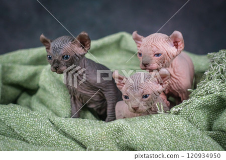 Three elf kittens are sitting side by side and looking at the camera. Sphinx kittens of different colors 120934950