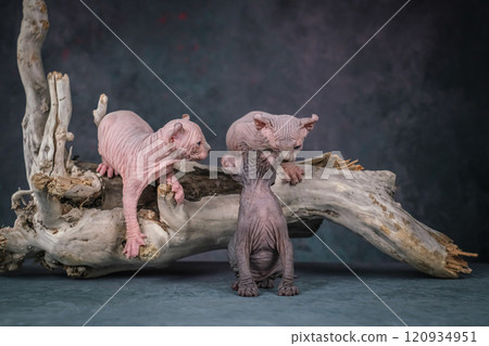 Three Elf kittens are sitting on a beautiful log. Studio shooting 120934951