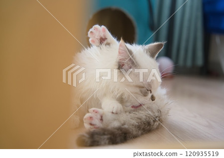 睡覺的小貓 睡覺的小貓 120935519