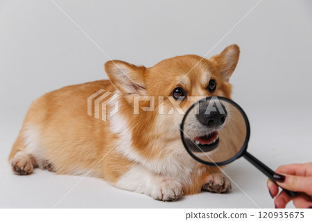 Corgi dog being examined with a magnifying glass focused on its ear, curious expression Corgi dog being examined with a magnifying glass focused on its ear, curious expression 120935675