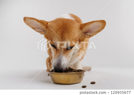 Corgi enjoying a delicious meal from a golden bowl on a white background, perfect for pet care ads Corgi enjoying a delicious meal from a golden bowl on a white background, perfect for pet care ads 120935677