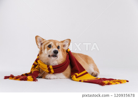 Adorable corgi in glasses and a warm scarf, radiating charm and playful vibes in every frame Adorable corgi in glasses and a warm scarf, radiating charm and playful vibes in every frame 120935678